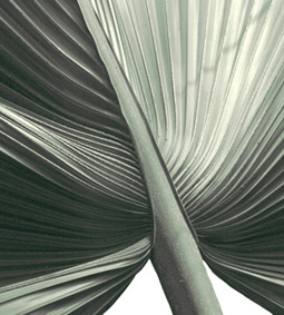 Botanical Photography in Green