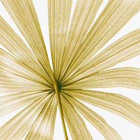 Botanical Photography in Yellow