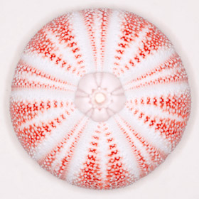 Circular Shell Photographic Images
