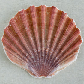 Colour Shells Photographic Imagery