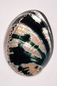 Pacific Shell Photographic Images