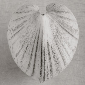 Sepia Shells Photographic Imagery
